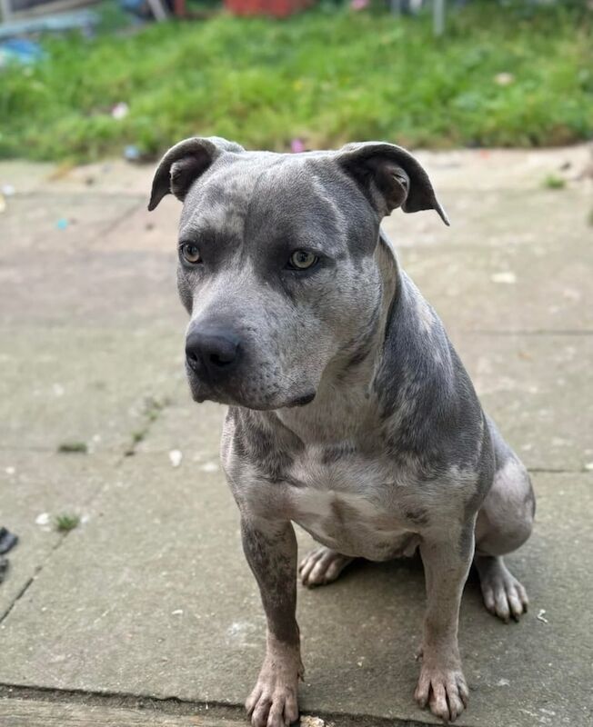 Staffordshire Bull Terrier puppies for sale in Lowestoft, Suffolk – 2 years old - Image 2 of 3