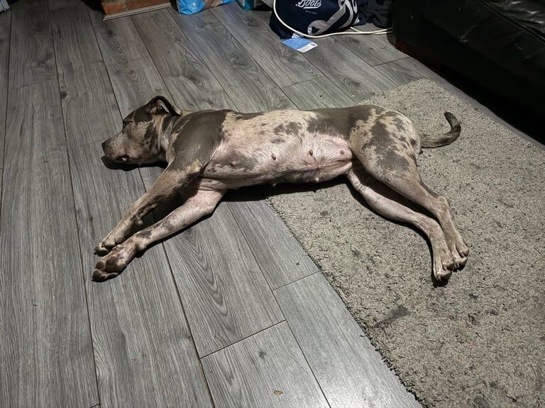 Staffordshire Bull Terrier puppies for sale in Lowestoft, Suffolk – 2 years old - Image 3 of 3