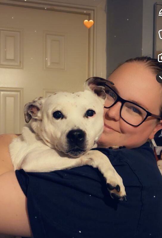 Female staffy mix