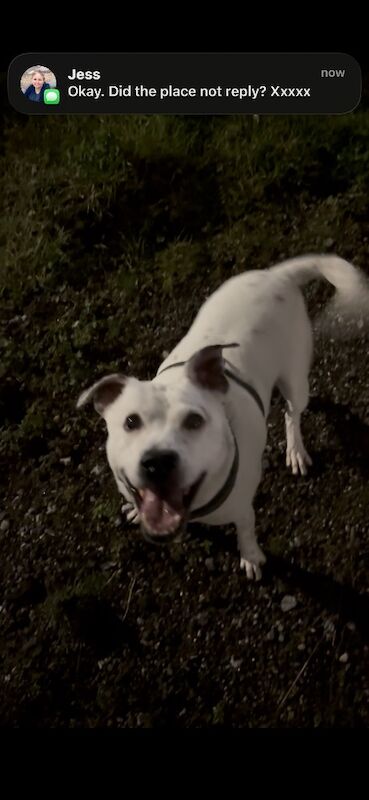 Female staffy mix - Image 2 of 5