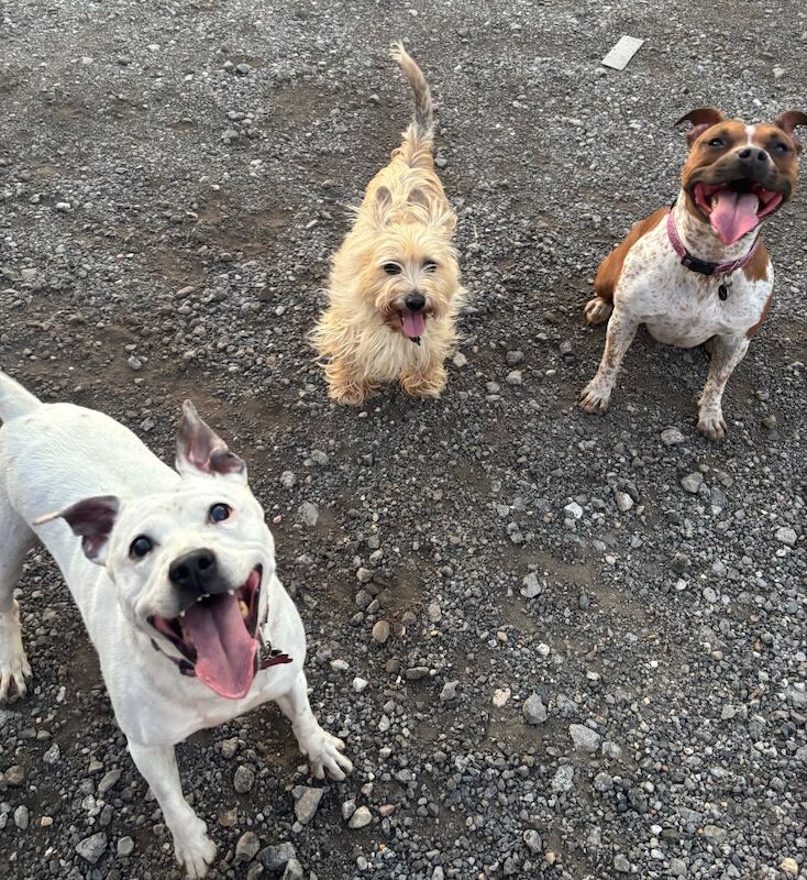 Female staffy mix - Image 3 of 5