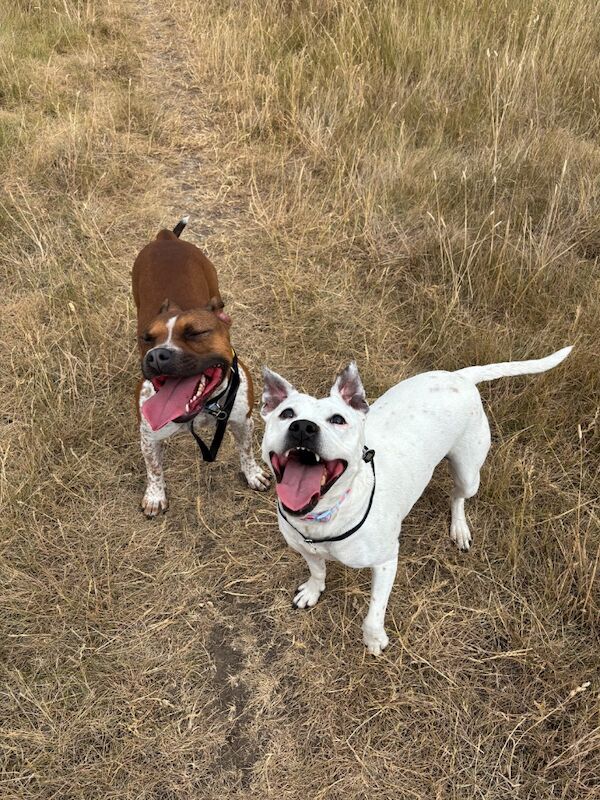 Female staffy mix - Image 4 of 5