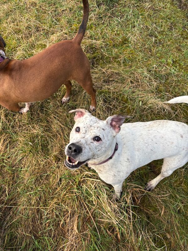 Female staffy mix - Image 5 of 5