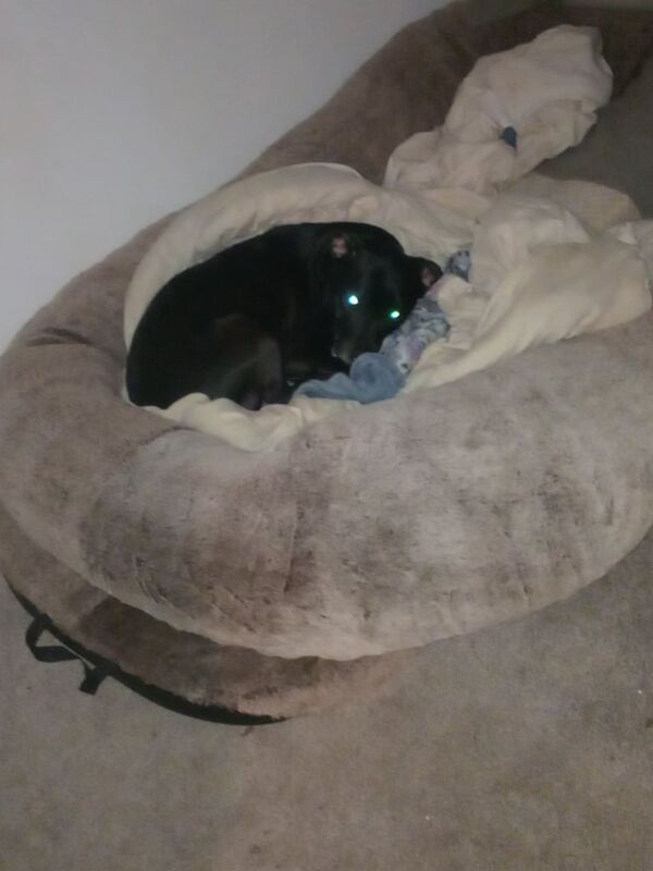 Female staffy name blue rehome - Image 2 of 4