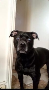 Female staffy name blue rehome - Image 3 of 4