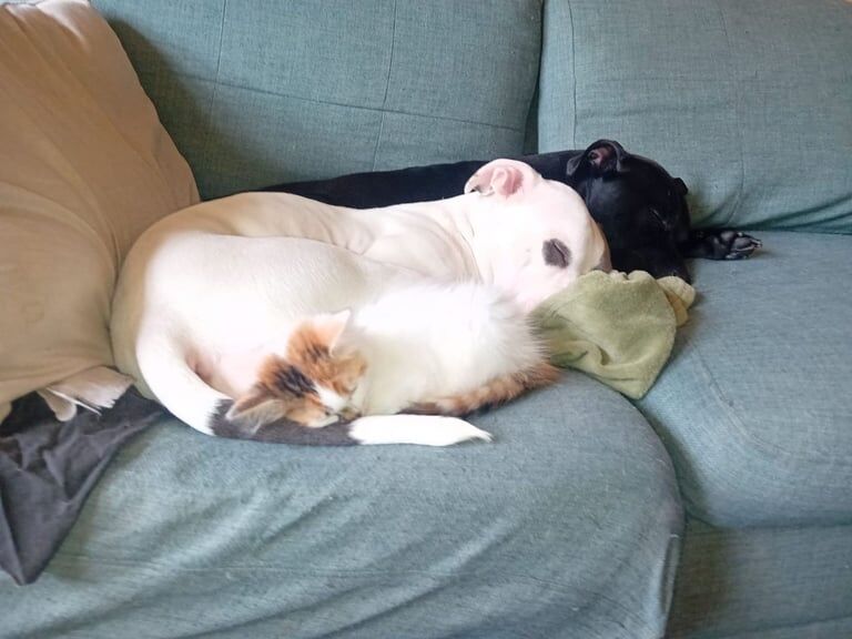Female staffy name blue rehome - Image 4 of 4