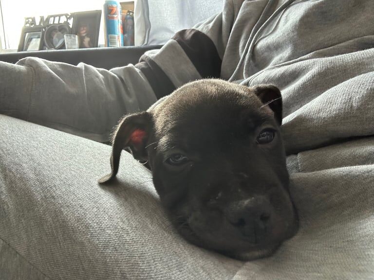Staffordshire Bull Terrier puppies for sale in Waterlooville, Hampshire – 8 weeks old