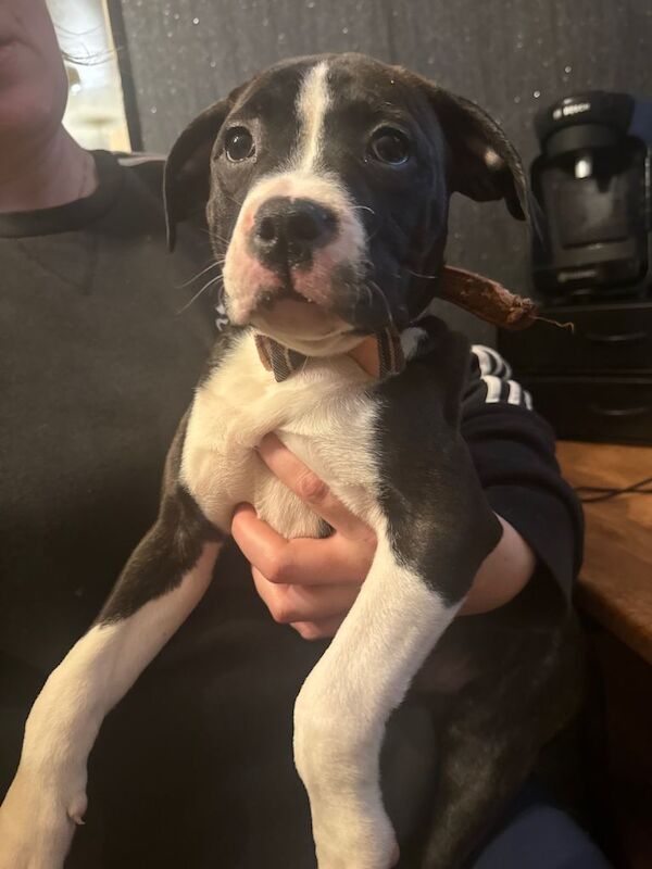 Staffordshire Bull Terrier puppies for sale in Knottingley, West Yorkshire – 3 months old