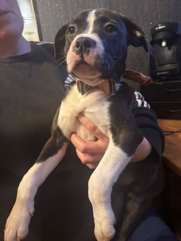 Female staffy puppy - Image 2 of 5