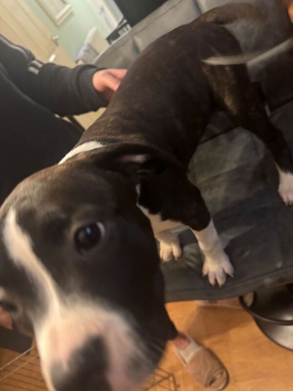 Female staffy puppy - Image 3 of 5
