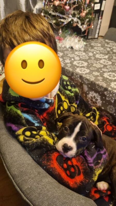 Female staffy puppy - Image 4 of 5