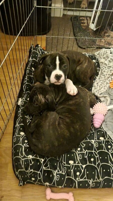 Female staffy puppy - Image 5 of 5