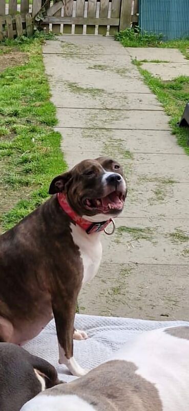 Staffie Puppies For Sale