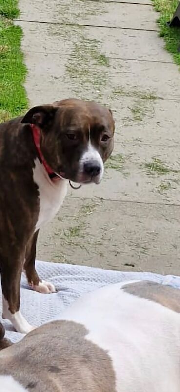 Staffordshire Bull Terrier puppies for sale in Whitburn, West Lothian – 4 years old - Image 2 of 3