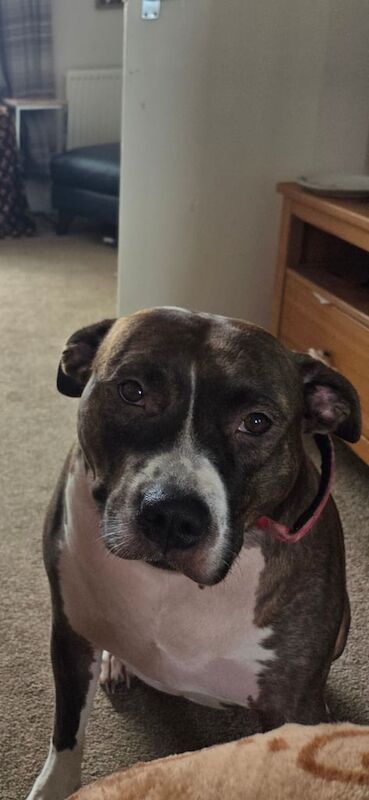 Staffordshire Bull Terrier puppies for sale in Whitburn, West Lothian – 4 years old - Image 3 of 3