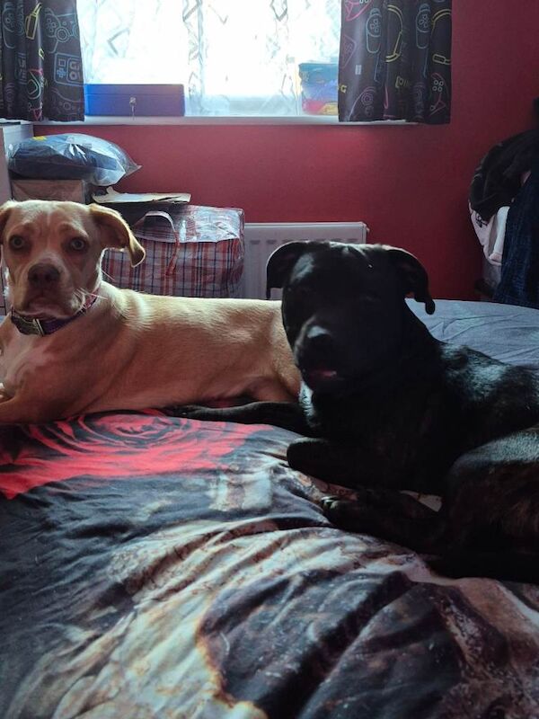 Staffie Puppies For Sale