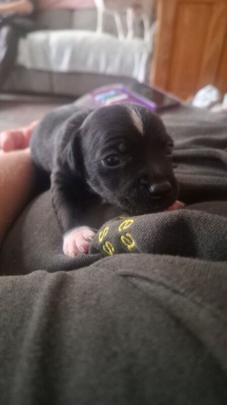 Staffordshire Bull Terrier puppies for sale in Frome, Somerset – 2 weeks old