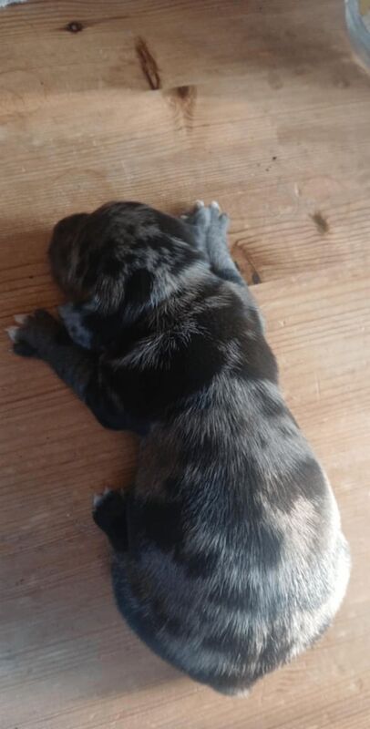 Staffordshire Bull Terrier puppies for sale in Frome, Somerset – 2 weeks old - Image 2 of 3