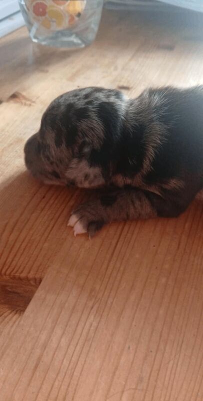 Staffordshire Bull Terrier puppies for sale in Frome, Somerset – 2 weeks old - Image 3 of 3