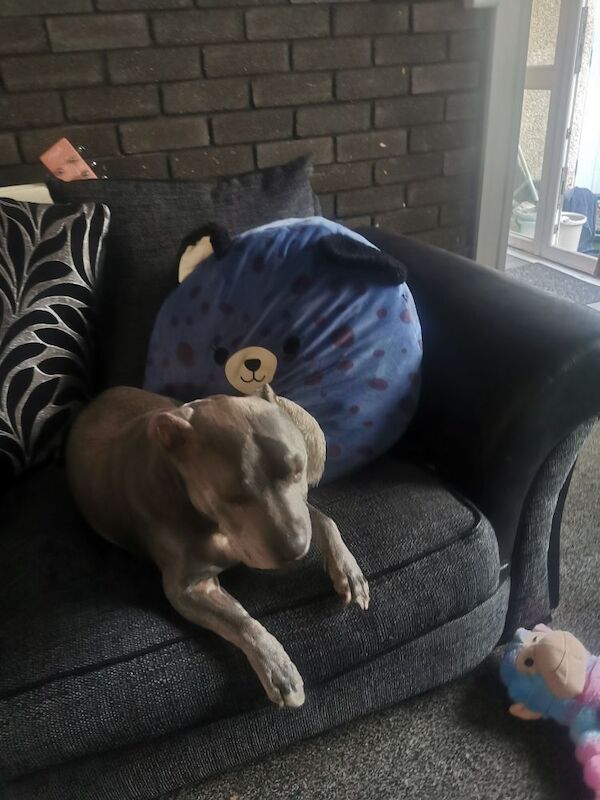 Staffordshire Bull Terrier puppies for sale in Llandudno, Clwyd – 8 years old