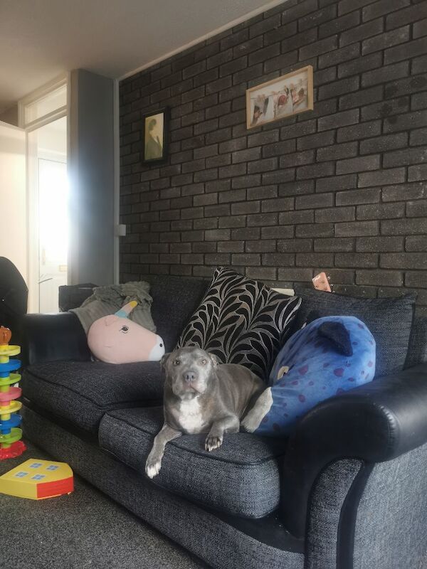 Staffordshire Bull Terrier puppies for sale in Llandudno, Clwyd – 8 years old - Image 2 of 3