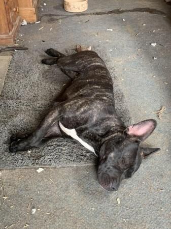 French Bulldog Cross English Bull Staffy Bull Terrier X Bulldog