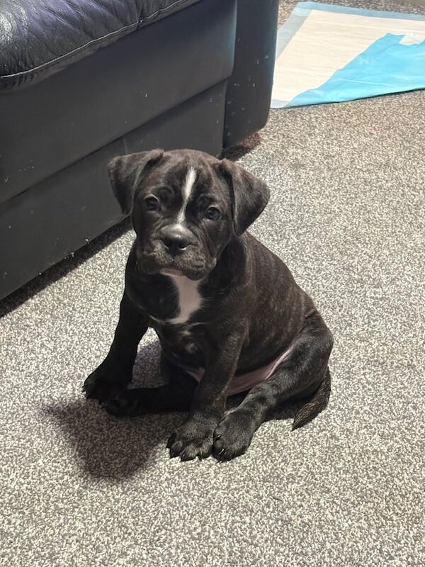 Staffordshire Bull Terrier puppies for sale in Leicester, Leicestershire – 8 weeks old