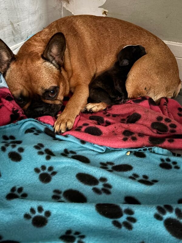 Staffordshire Bull Terrier puppies for sale in Leicester, Leicestershire – 8 weeks old - Image 6 of 6