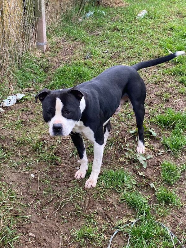 Staffie Puppies For Sale