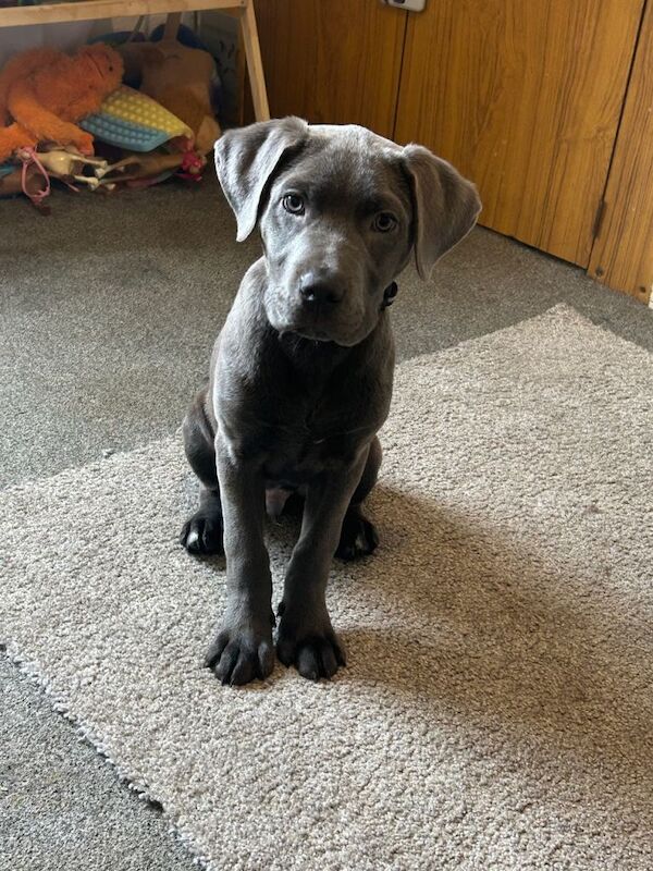 Staffordshire Bull Terrier Puppies For Sale Under £1,000