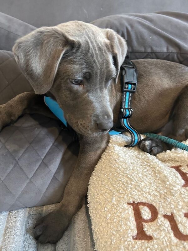 Full blue staffy x - Image 2 of 5