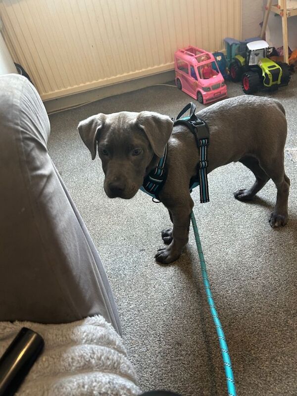 Full blue staffy x - Image 3 of 5