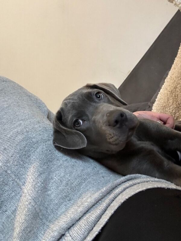Full blue staffy x - Image 4 of 5