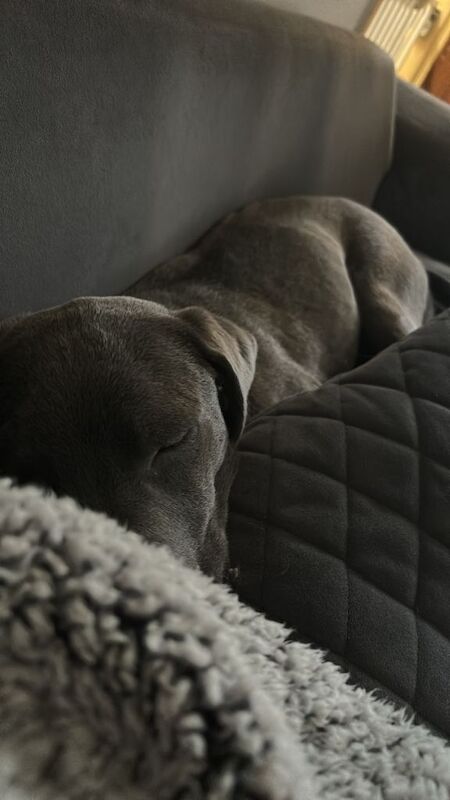 Full blue staffy x - Image 5 of 5