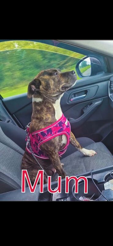 Staffordshire Bull Terrier puppies for sale in Dungannon, County Tyrone – 5 weeks old