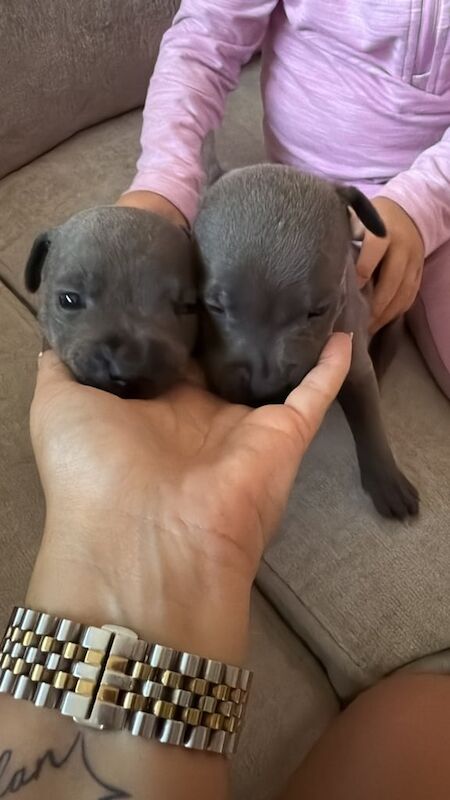 Staffordshire Bull Terrier puppies for sale in Downpatrick, County Down – 5 weeks old