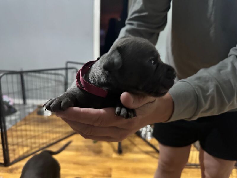 Full DNA health tested Staffordshire bull terrier puppies.