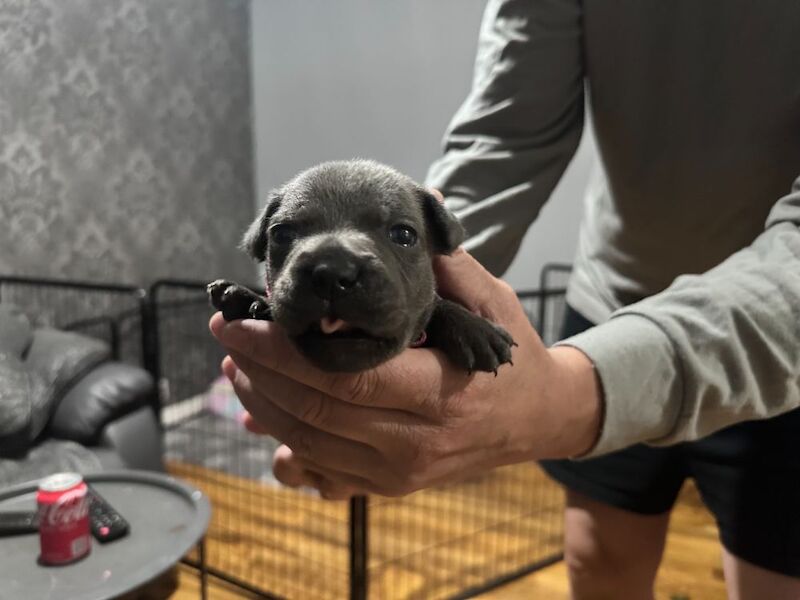 Full DNA health tested Staffordshire bull terrier puppies. - Image 2 of 7