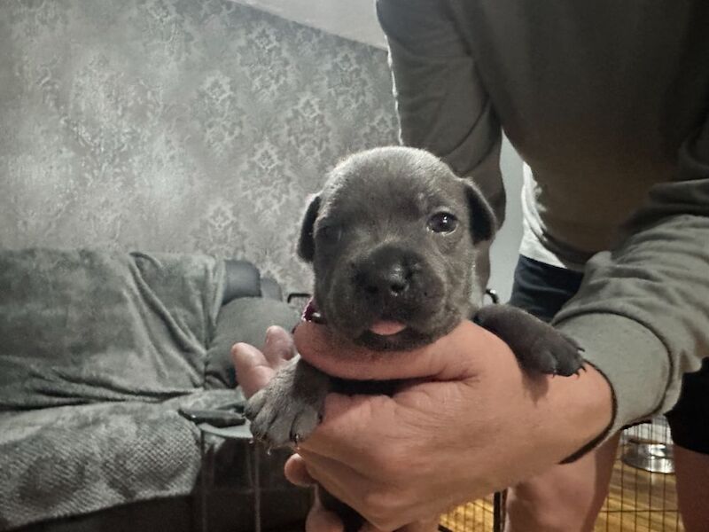 Full DNA health tested Staffordshire bull terrier puppies. - Image 3 of 7