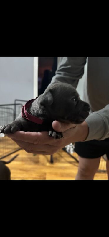 Full DNA health tested Staffordshire bull terrier puppies. - Image 4 of 7