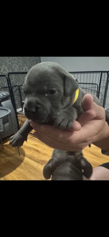 Full DNA health tested Staffordshire bull terrier puppies. - Image 5 of 7