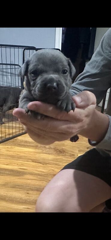 Full DNA health tested Staffordshire bull terrier puppies. - Image 6 of 7