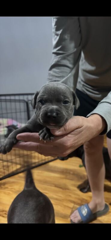 Full DNA health tested Staffordshire bull terrier puppies. - Image 7 of 7