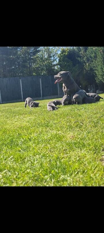 Kennel Club Registered Staffordshire Bull Terrier Puppies For Sale