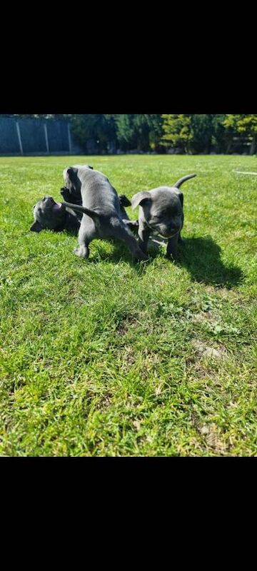 Full pedigree blue staffordshire bull terrier puppies - Image 3 of 5