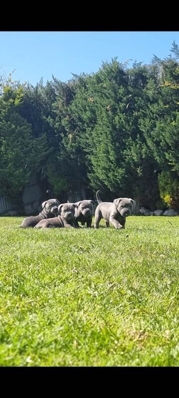 Full pedigree blue staffordshire bull terrier puppies - Image 4 of 5