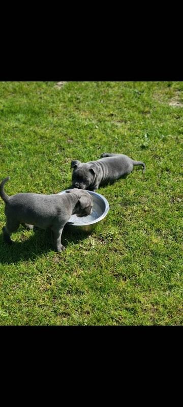 Full pedigree blue staffordshire bull terrier puppies - Image 5 of 5
