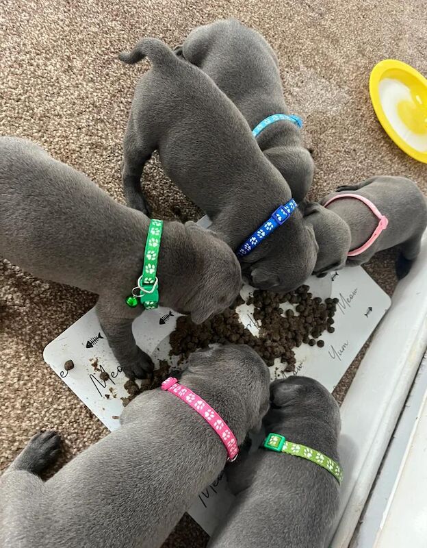 Staffordshire Bull Terrier puppies for sale in Essex β KC registered, 6 weeks old