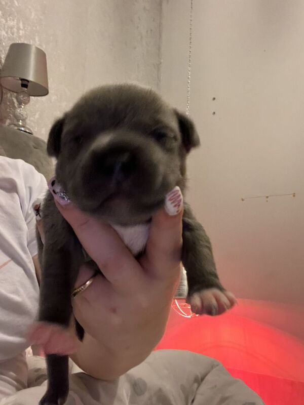 Staffordshire Bull Terrier puppies for sale in Birmingham, West Midlands – KC registered, 6 weeks old