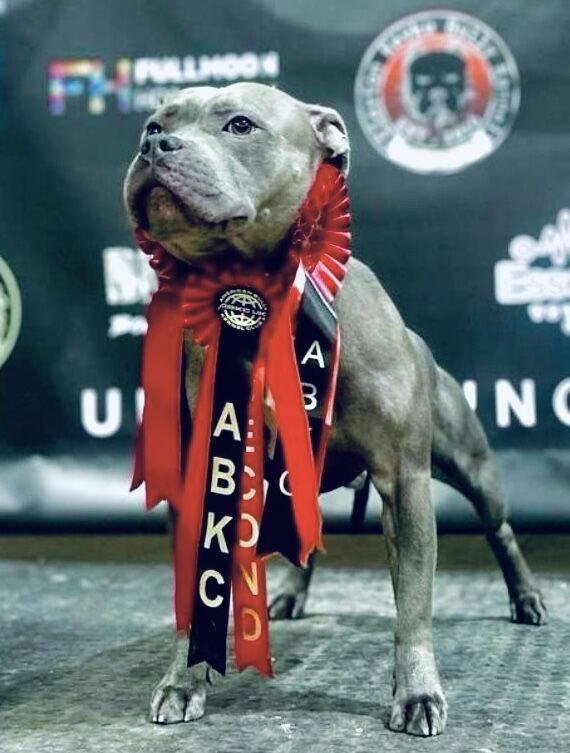Staffordshire Bull Terrier puppies for sale in Peterborough, Cambridgeshire – KC registered, 3 months old - Image 14 of 15
